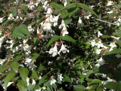 Kopie_von_10052009Abelia_X_grandiflora.jpg
