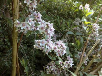 Kopie_von_10052009Deutzia_calicosa_Farrer_846_02.jpg