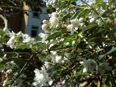 Kopie_von_10052009Deutzia_longifolia_CHM_2545.jpg