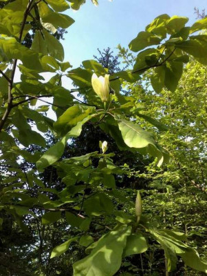 Kopie_von_10052009M.pyramidata_buds.jpg
