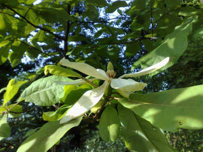 Kopie_von_10052009M.pyramidata_full_open_flower.jpg