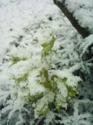 Helleborus_sf.JPG