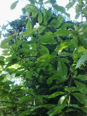 Kopie_von_10052009M.tripetala.jpg