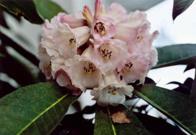 Rh.magnificum04-2006.jpg