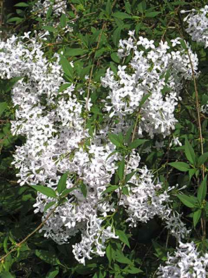 Syringa_persica_IMG_2347.jpg