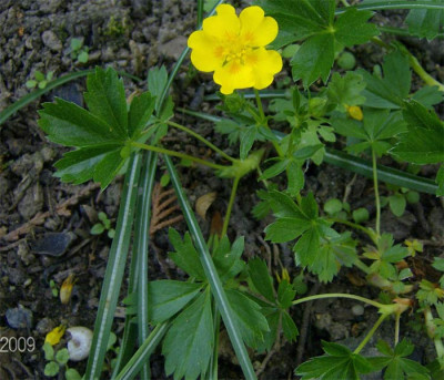 Potentilla-unbekannt-090509.jpg