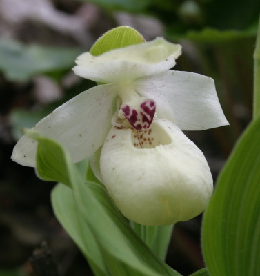 IMG_5065_eCypripedium_flavum.JPG