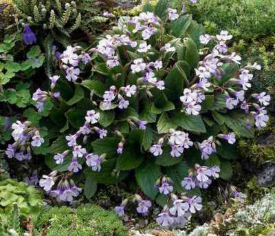 Haberlea_rhodopensis_2009-05-09.JPG