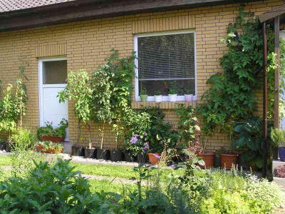 tomaten08.jpg