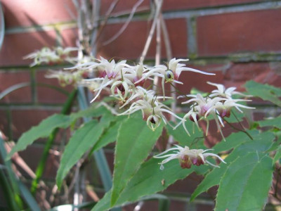 Epimedium_Domino1547_640x480.JPG