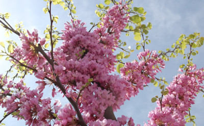 Cercis_siliquastrum_0010__45746.jpg