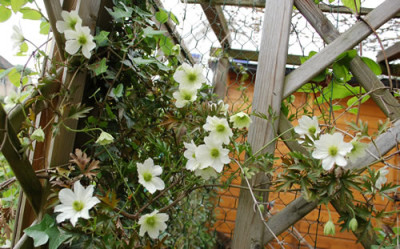 Clematis_fosteri_Early_Sensation_0010__45773.jpg