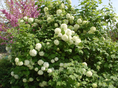 Viburnum_opulus_0010__45743.jpg
