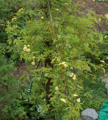 R._banksia_lutea_0010__45845.jpg