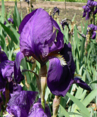 Iris_germanica_Halle_090510_a.jpg