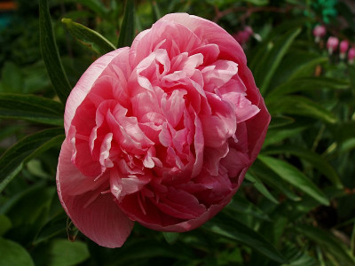 noname_rosa_erblueht.jpg