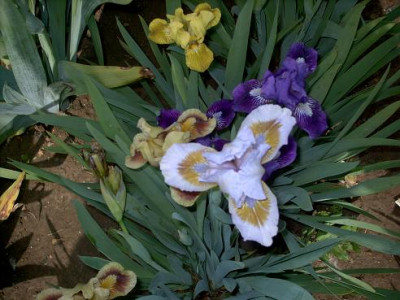 Iris_2009_555.jpg
