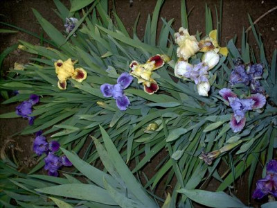 Iris_2009_578.jpg