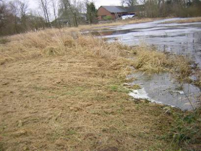 Teichrand.JPG