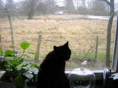Katze.Fenster.JPG
