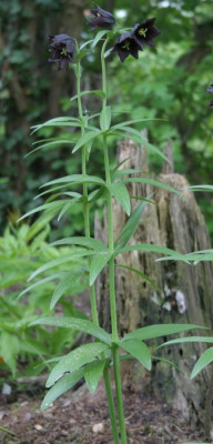 IMG_5104_eFritillaria_camschatcensis.JPG
