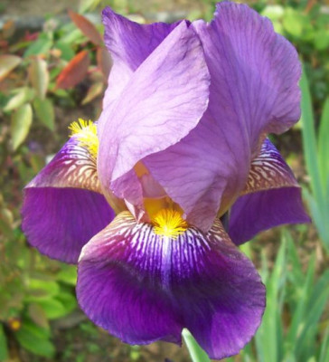 000_3694_Himmelmann_violett.jpg