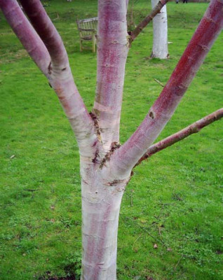 Betula_albosinensis.jpg