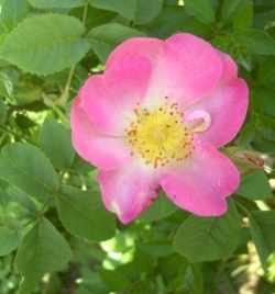 Rosa_gallica3.jpg
