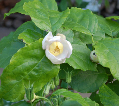 Synocalycanthus_chinensis_010__26935.jpg