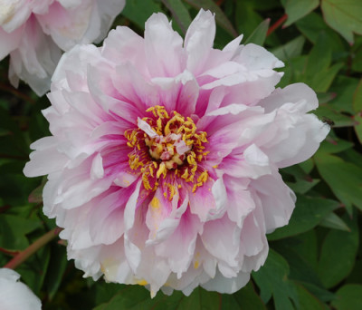 Bluete_0010__45610.jpg