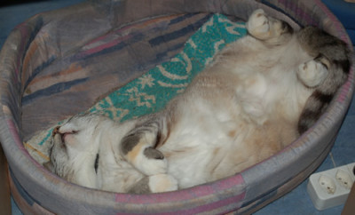 Di_Wyss_0010__45449.jpg