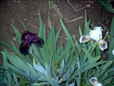 Iris_2009_601.jpg