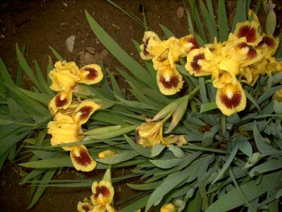 Iris_2009_548.jpg