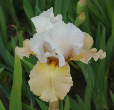 A8344a.JPG