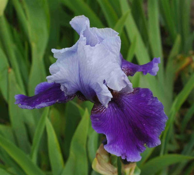 A8345a_Medium.JPG