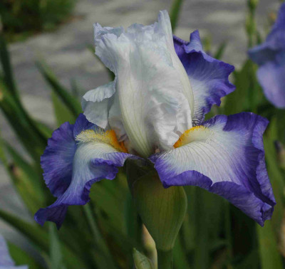A8365a.JPG