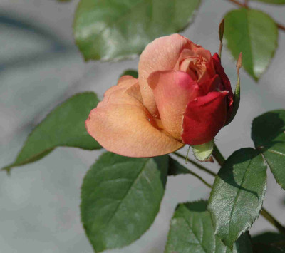 A8381a.JPG