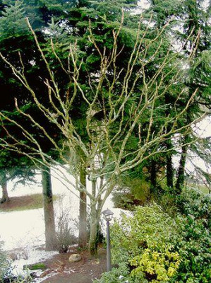 Aralia_elata.jpg