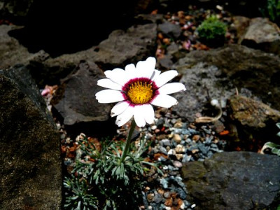 Chrysanthemum_maresii_fars_2009.jpg