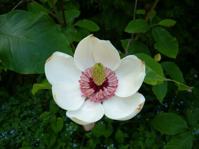 Magnolia_x_wieseneri_fars_2009.jpg