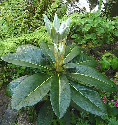 Rhododendron_macabeanum_Cornishsnow_fars_2009.jpg
