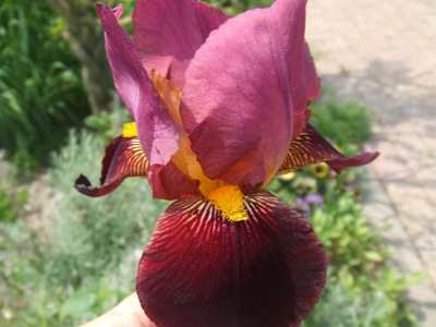 iris_104.jpg