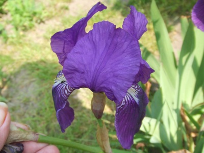 iris_105.jpg