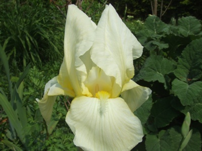 iris_106.jpg