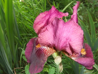 iris_107.jpg