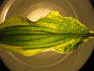 k-IMG_0296.jpg