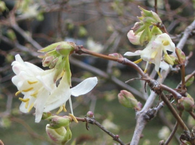 Lonicera_purpusii_20050213.jpg