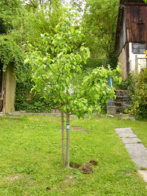 landsberger.jpg