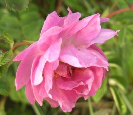 rosa_pimp_rotstielig.jpg