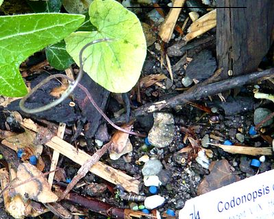 Codonopsis_fars_2009.jpg